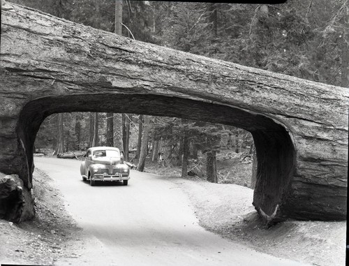 Tunnel Log Tree, Vehicular Use