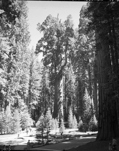 General Sherman Tree, full