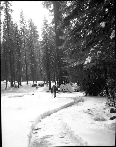 Winter Scenes, General Sherman Tree after first snowfall. Maintenance Activities - cleared trail