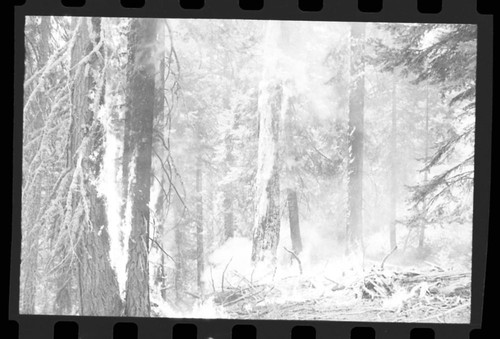 Prescribed burns, Prescribed burn Crescent Meadow