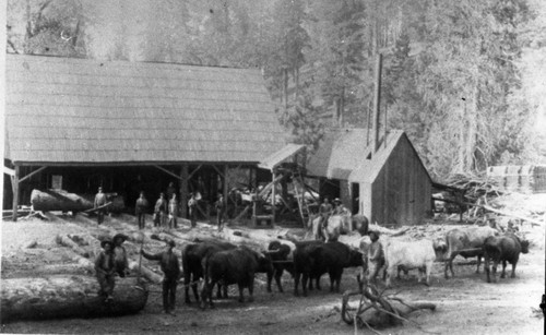 Logging, Jason Barton's team at Millwood