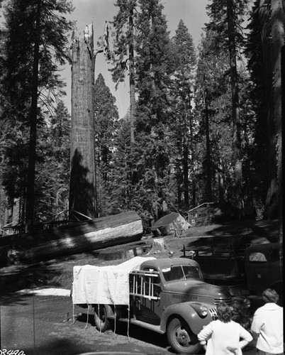 Gallen Giant Sequoia, Lightning struck sequoia, last days of fire. Removal of burned limbs