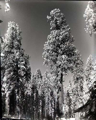 Sentinel Tree. Giant Sequoia Winter Scenes