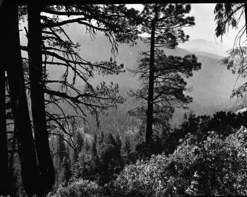 Mixed Coniferous Forest Plant Community, Dillwood Grove, looking south, on south boundary study