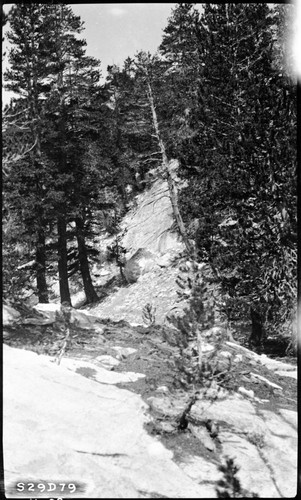 High Sierra Trail Investigation, granite faces can be avoided in some parts of the valley through the use of switchbacks. Lodgepole Pine Forest Plant Community