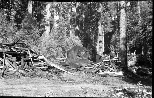 Logging, logging damage. Redwood Mountain Grove