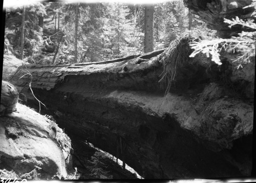 Fallen Giant Sequoias, Fallen sequoia along Congress Trail