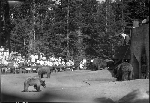 Bears and Bear Damage, Bear feeding at Bear HIll