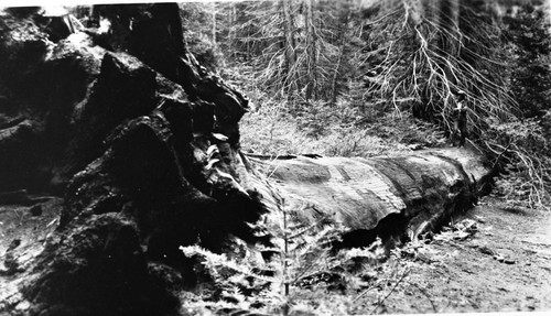 Fallen Giant Sequoia, forming sediment barrier and part of corral. Gordon Wallace on log