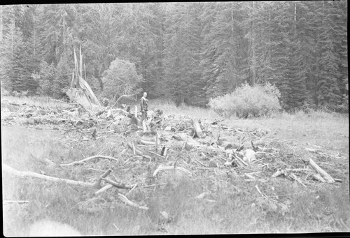 Fallen Giant Sequoias, norhteast corner of Crescent Meadow, Hugh Parkes in meadow