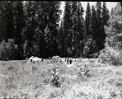 Crescent Meadow. Montane Meadow Plant Community