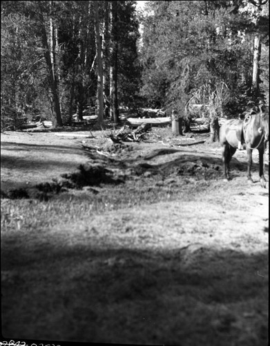 Meadow Studies, Misc. Resource Management Concerns