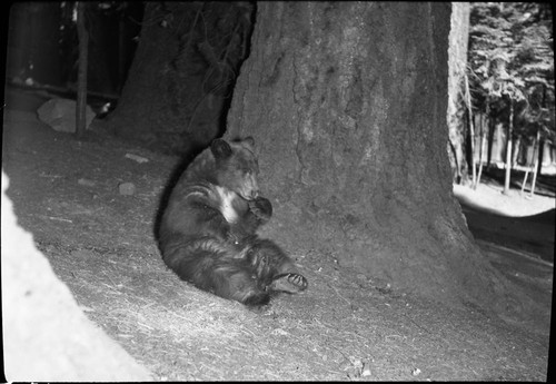 Bears and Bear Damage, yearling black bear at Camp Kaweah