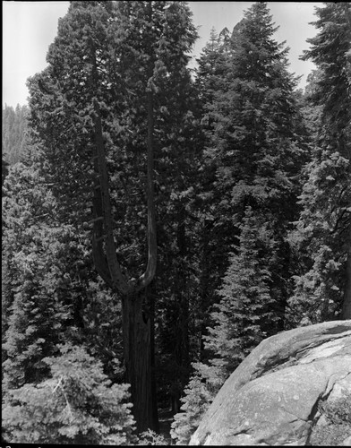 Giant Sequoias, Triple crowned sequoia at junction of Wolverton cut-off and Sequoia Saddle cut-off