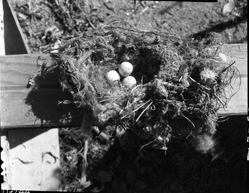 Misc. Birds, House Finch nest and eggs