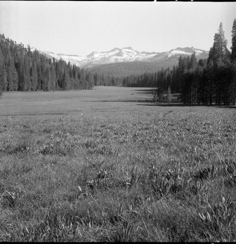 Meadow studies, permanent meadow photo plot study