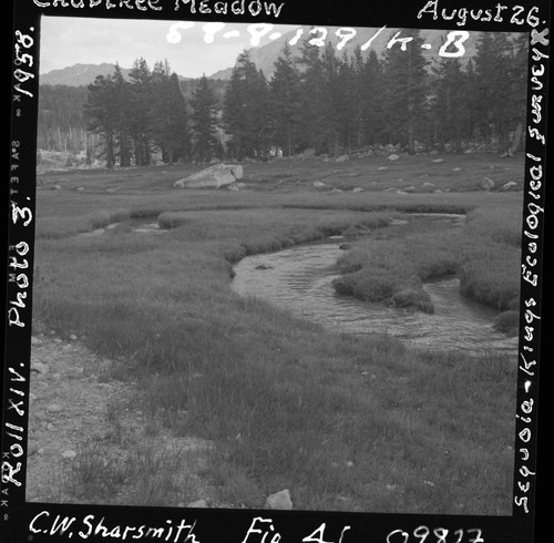 Meadow studies, Crabtree Meadow, permanent meadow photo plot study