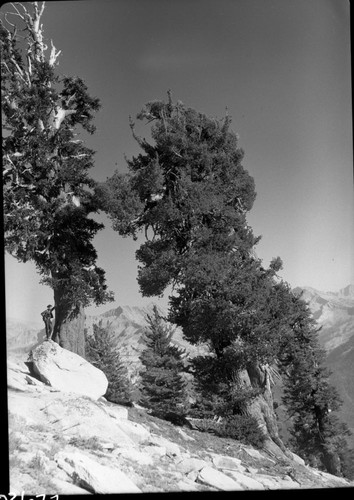 Foxtail Pine and Western White Pine. Individual Unidentified