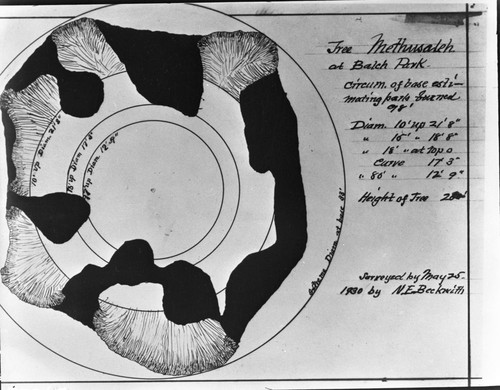 Maps and Graphics, Diagram, base of Methusaleh Tree. Misc. Named Giant Sequoias