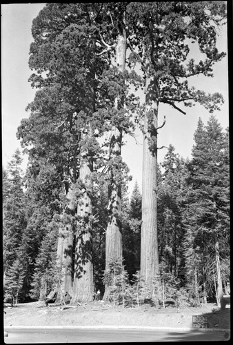 Miscellaneous Named Giant Sequoias, Three Graces. Giant Sequoia