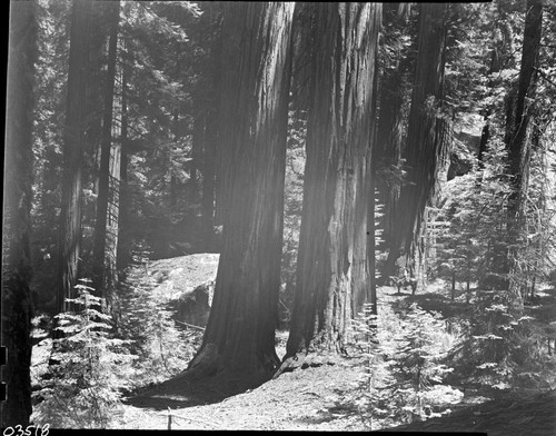 Giant Sequoias, Sequoais along Trail of the Sequoias