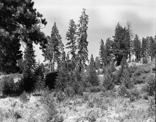 Young Giant Sequoia (crop from top)