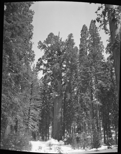 General Sherman Tree, copy photo, full