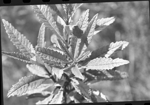 Misc. Plants, Yerba Santa