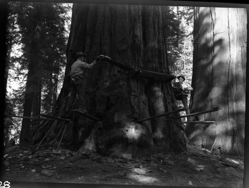 Hazard Trees, Felling giant sequoia at lodge