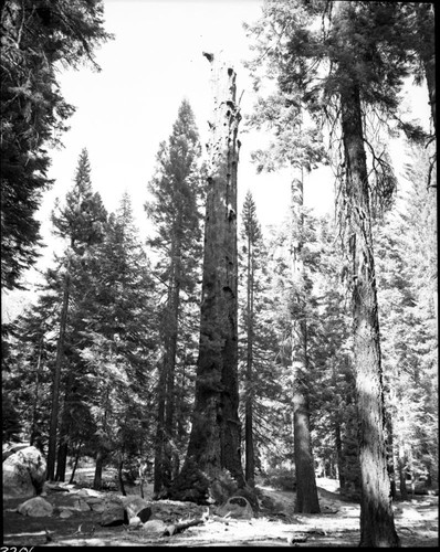 Miscellaneous Named Giant Sequoias, Dead Giant