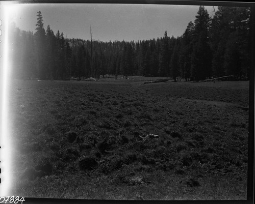 Meadow Studies, Field notebook pg 1095. Misc. Meadows