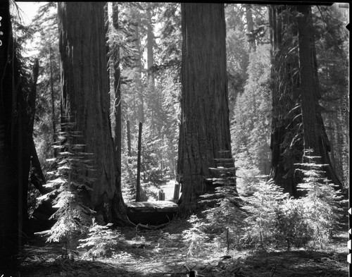 Giant sequoias, Three Giant Sequoias, Huckleberry Mdw