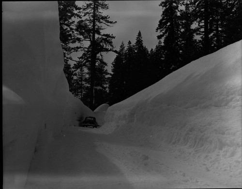 Record Heavy Snows, Snow between Giant Forest and Lodgepole