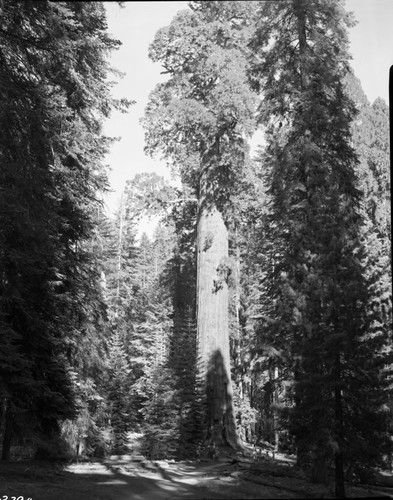 General Sherman Tree, full