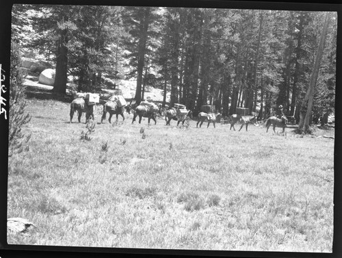 Stock use, Sierra Club Backcountry trips