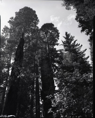 Miscellaneous Named Giant Sequoias, Black Chamber