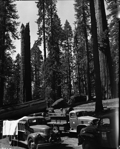 Gallen Giant Sequoia, Lightning struck sequoia, last days of fire. Removal of burned limbs