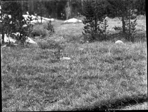 Meadow studies, untouched forage in lower end of Colby Meadow outside drift fence