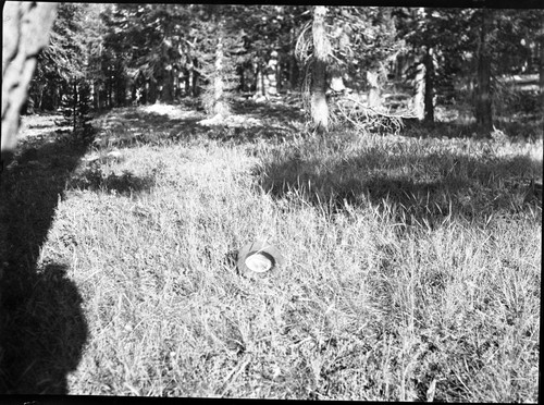 Meadow studies, hill feed in timber on slope south of Clarkson Meadow in Rowell