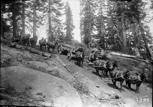 Converse Basin, Logging, Misc. Named Giant Sequoias. R.F. Ball hauling General Noble Tree to Fresno, for display at World's Columbian Exposition in Chicago in 1893