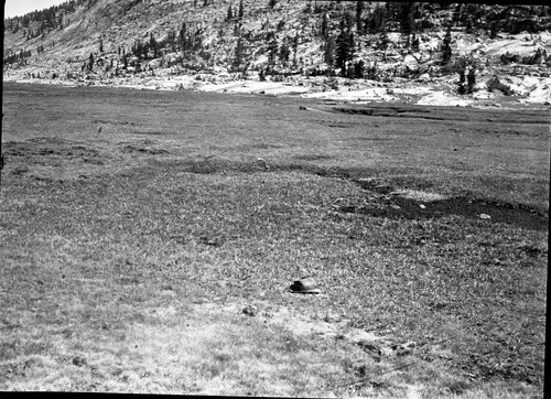 Meadow studies, Long Meadow. Wet grasses 14" av. ht. on 8/10/41 are now 1 1/2" av. ht. Misc. Meadows