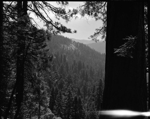 Mixed Coniferous Forest Plant Community, Dillwood Grove, looking south, on south boundary study. Light leak on neg