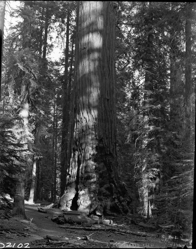 Lincoln Tree. Giant Sequoia