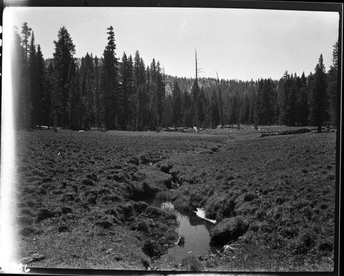 Meadow Studies, Field notebook pg 1095. Misc. Meadows