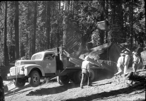 Giant Sequoia Sections, Loading a sequoia section for moving to Giant Forest Museum