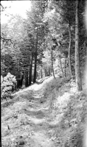 Trails, Mixed Coniferous forest, along south slope Paradise Ridge 1 mile from saddle