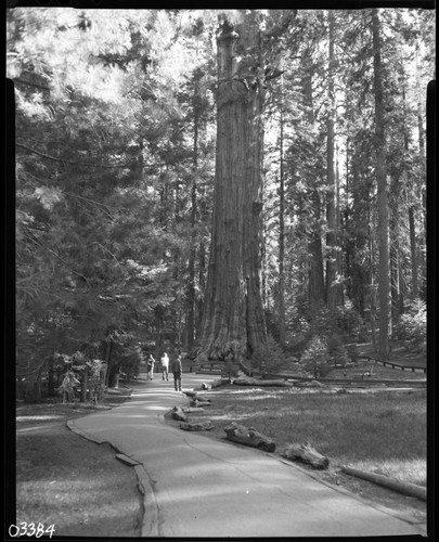 General Sherman Tree