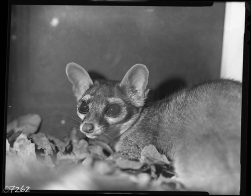 Ringtail Cat, Captive