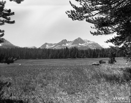 Miscellaneous Meadows, Montane Meadow Plant Community