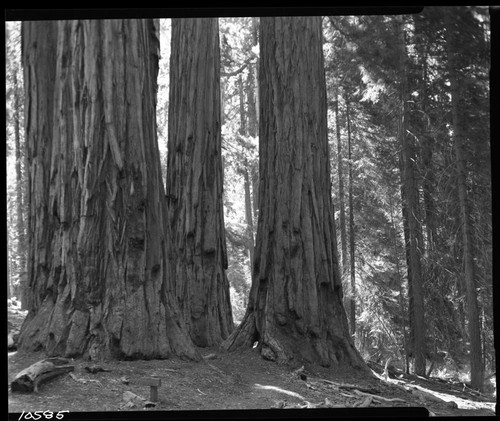 Giant Sequoia